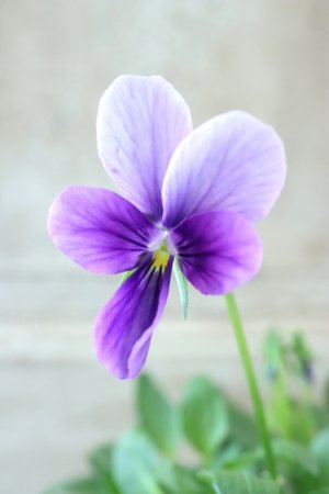 画像3: ~Ueta collection~"ビオラ パピヨンワールド" No.26