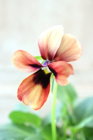 画像1: ~Ueta collection~"ビオラ パピヨンワールド" No.37