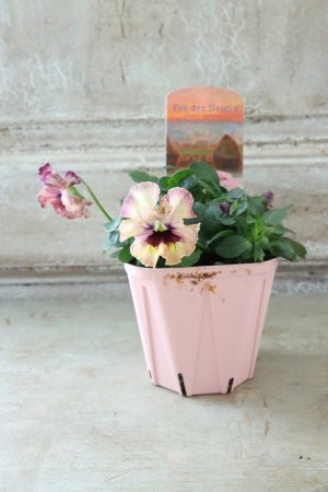 画像4: Fee des neiges~Monet Meules~ "フェデネージュ ~モネ 積みわら~" No.21