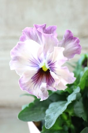 画像3: Fee des neiges~Monet Meules~ "フェデネージュ ~モネ 積みわら~" No.30