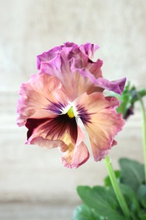 画像2: Fee des neiges~Monet Meules~ "フェデネージュ ~モネ 積みわら~" No.23