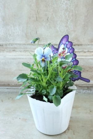 画像4: ~Ueta collection~"ビオラ パピヨンワールド" No.38