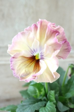 画像1: Fee des neiges~Monet Meules~ "フェデネージュ ~モネ 積みわら~" No.15