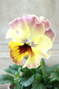 Fee des neiges~Monet Meules~ "フェデネージュ ~モネ 積みわら~" No.13