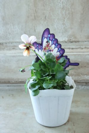 画像4: ~Ueta collection~"ビオラ パピヨンワールド" No.23