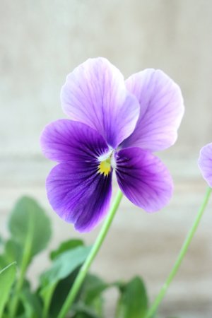 画像1: ~Ueta collection~"ビオラ パピヨンワールド" No.10