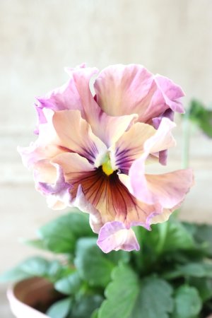 画像2: Fee des neiges~Monet Meules~ "フェデネージュ ~モネ 積みわら~" No.31