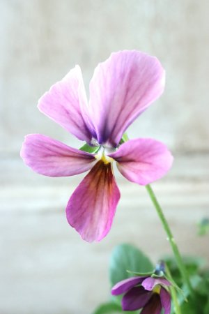 画像1: ~Ueta collection~"ビオラ パピヨンワールド" No.28