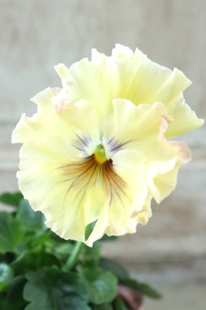 画像1: Fee des neiges~Monet Meules~ "フェデネージュ ~モネ 積みわら~" No.3