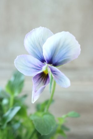 画像1: ~Ueta collection~"ビオラ パピヨンワールド" No.25