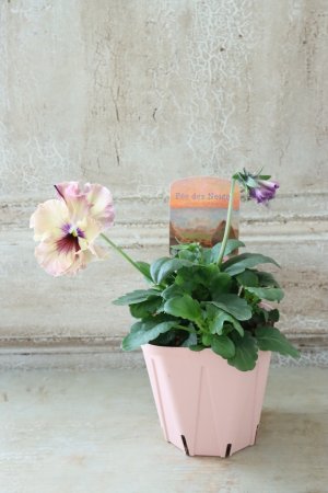 画像4: Fee des neiges~Monet Meules~ "フェデネージュ ~モネ 積みわら~" No.33