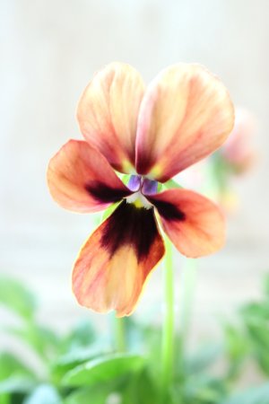 画像2: ~Ueta collection~"ビオラ パピヨンワールド" No.35