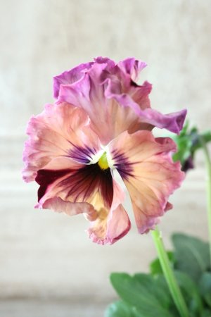 画像1: Fee des neiges~Monet Meules~ "フェデネージュ ~モネ 積みわら~" No.23