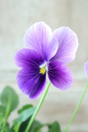 画像2: ~Ueta collection~"ビオラ パピヨンワールド" No.10