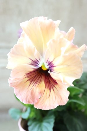 画像2: Fee des neiges~Monet Meules~ "フェデネージュ ~モネ 積みわら~" No.4