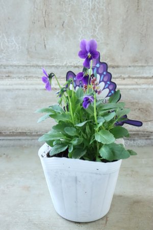 画像4: ~Ueta collection~"ビオラ パピヨンワールド" No.34