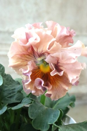 画像3: Robe de Antoinette〜ローブ・ドゥ・アントワネット〜 No.103