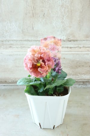 画像5: Robe de Antoinette〜ローブ・ドゥ・アントワネット〜 No.82