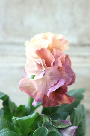 画像4: Robe de Antoinette〜ローブ・ドゥ・アントワネット〜 No.95