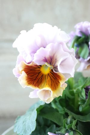 画像3: Robe de Antoinette〜ローブ・ドゥ・アントワネット〜 No.114