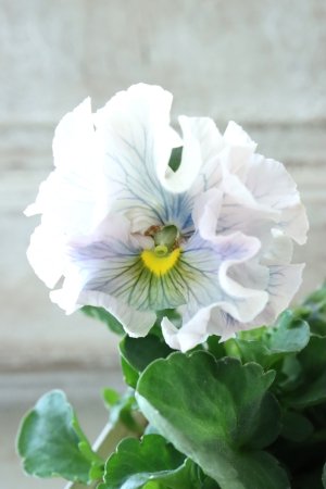 画像3: Robe de Antoinette〜ローブ・ドゥ・アントワネット〜 No.111