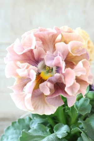 画像1: Robe de Antoinette〜ローブ・ドゥ・アントワネット〜 No.86