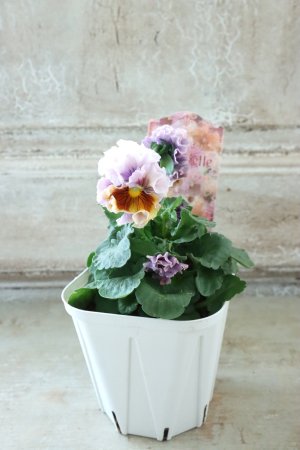 画像6: Robe de Antoinette〜ローブ・ドゥ・アントワネット〜 No.114