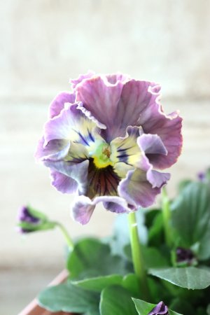 画像1: Fee des neiges~Toy Poo~ "フェデネージュ ~トイプー~" No.2