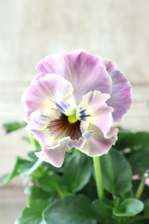 画像1: Fee des neiges~Toy Poo~ "フェデネージュ ~トイプー~" No.14