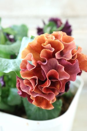 画像4: Robe de Antoinette〜ローブ・ドゥ・アントワネット〜 No.100