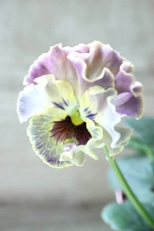 画像2: Fee des neiges~Toy Poo~ "フェデネージュ ~トイプー~" No.29