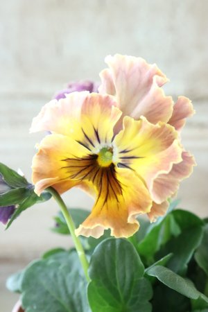 画像4: Fee des neiges~Toy Poo~ "フェデネージュ ~トイプー~" No.2