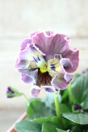 画像2: Fee des neiges~Toy Poo~ "フェデネージュ ~トイプー~" No.2