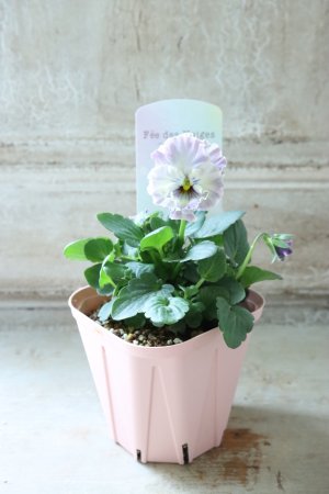 画像4: Fee des neiges~Toy Poo~ "フェデネージュ ~トイプー~" No.21