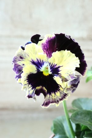 画像2: Fee des neiges~Toy Poo~ "フェデネージュ ~トイプー~" No.3