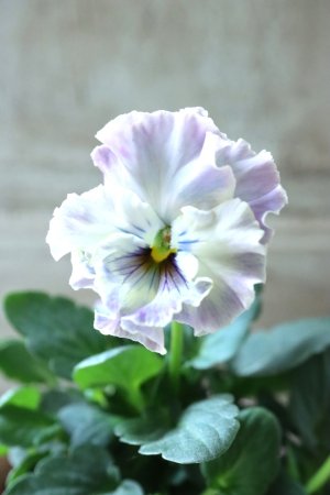 画像3: Fee des neiges~Toy Poo~ "フェデネージュ ~トイプー~" No.21