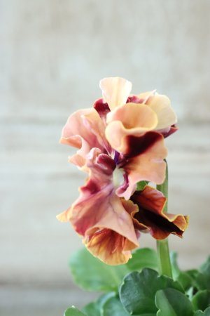 画像4: Robe de Antoinette〜ローブ・ドゥ・アントワネット〜 No.112