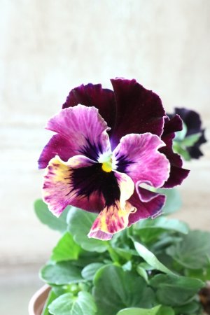 画像2: Fee des neiges~Toy Poo~ "フェデネージュ ~トイプー~" No.11