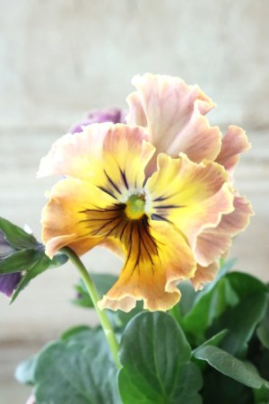 画像3: Fee des neiges~Toy Poo~ "フェデネージュ ~トイプー~" No.2