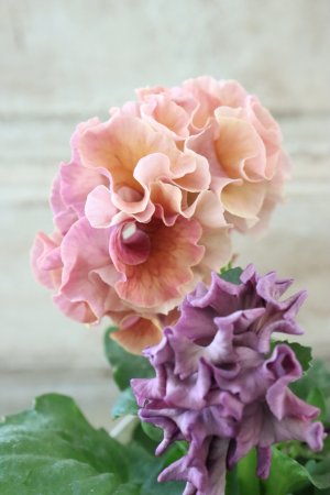 画像4: Robe de Antoinette〜ローブ・ドゥ・アントワネット〜 No.82