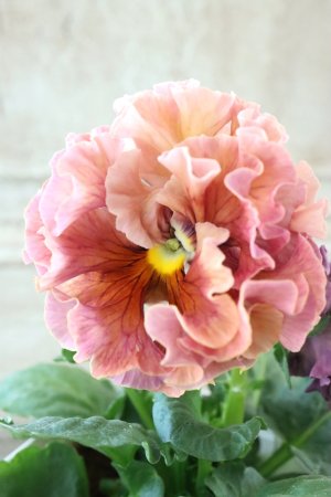 画像1: Robe de Antoinette〜ローブ・ドゥ・アントワネット〜 No.82