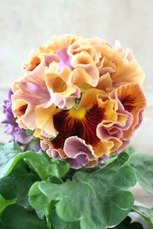 画像1: Robe de Antoinette〜ローブ・ドゥ・アントワネット〜 No.97