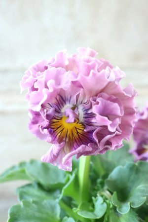 画像2: Robe de Antoinette〜ローブ・ドゥ・アントワネット〜 No.108