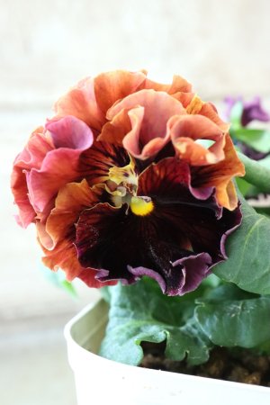 画像2: Robe de Antoinette〜ローブ・ドゥ・アントワネット〜 No.100