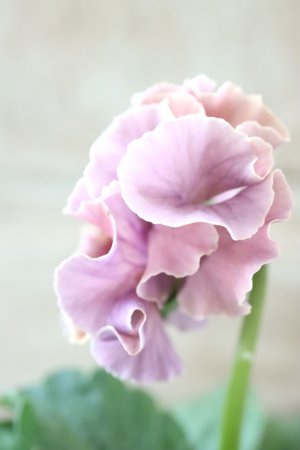 画像4: Robe de Antoinette〜ローブ・ドゥ・アントワネット〜 No.106