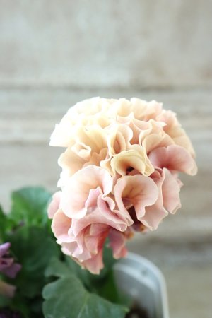 画像4: Robe de Antoinette〜ローブ・ドゥ・アントワネット〜 No.116