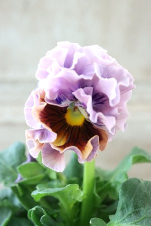 画像1: Robe de Antoinette〜ローブ・ドゥ・アントワネット〜 No.114