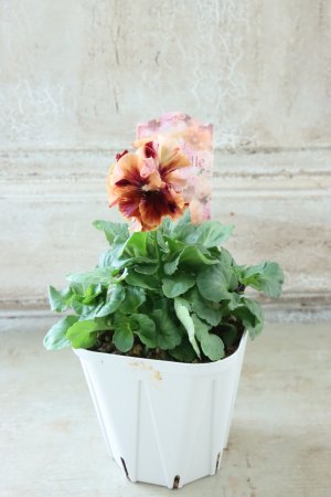 画像5: Robe de Antoinette〜ローブ・ドゥ・アントワネット〜 No.112