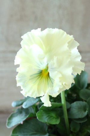 画像2: Fee des neiges~Toy Poo~ "フェデネージュ ~トイプー~" No.12