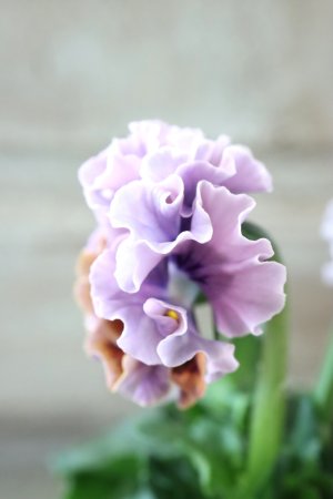 画像5: Robe de Antoinette〜ローブ・ドゥ・アントワネット〜 No.114